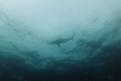shark overhead
